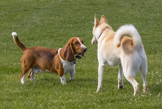 dog training