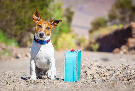 dog vacation