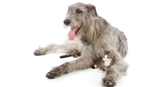 The Irish Wolfhound is a gentle giant