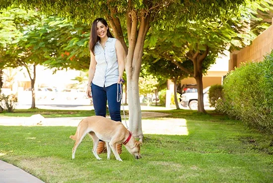 good pet dog