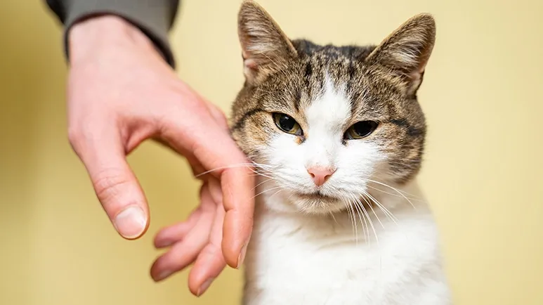 The Secret Love Language of Cats — How to Know You're Adored