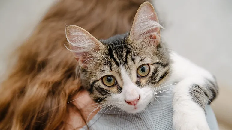 One of the Worst Pet Misreads That Robs You of Affection
