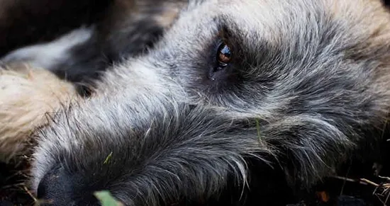 Irish Wolfhounds are prone to certain serious diseases