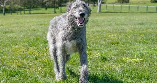 Irish Wolfhounds need room to run