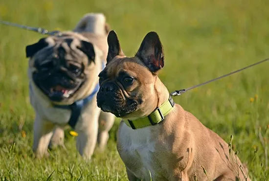 leashed dogs