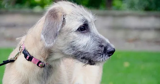 The Wolfhound coat is relatively low-maintenance