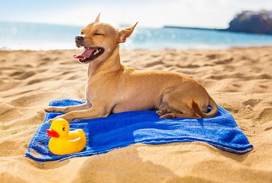 summer ready dog