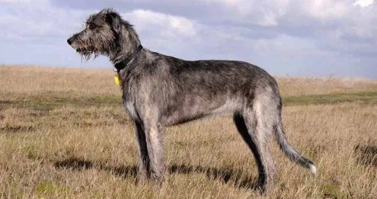Irish Wolfhounds are the tallest of all dog breeds
