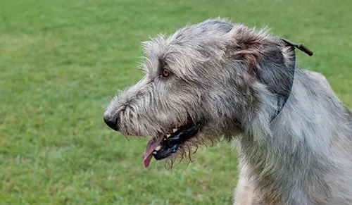 The Wolfhound was brought back from the brink of extinction
