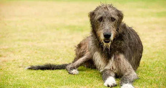 There were Wolfhounds in the White House