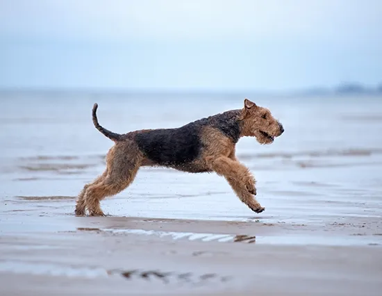 Airedale Terrier