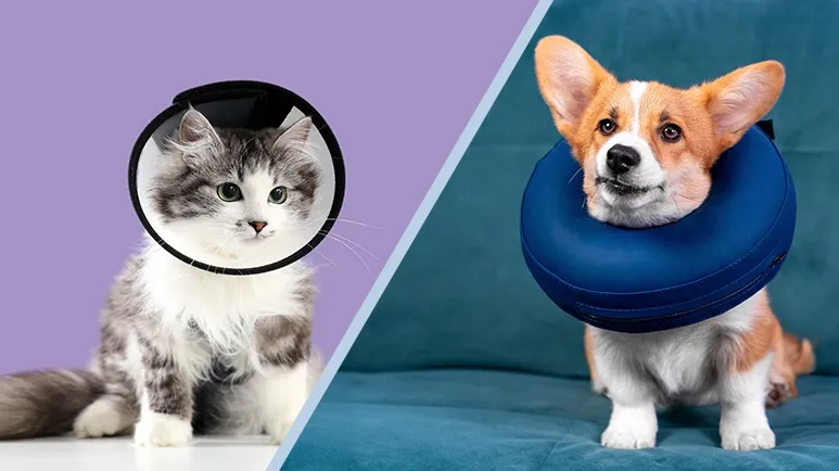 Not All Recovery Collars Are the Same