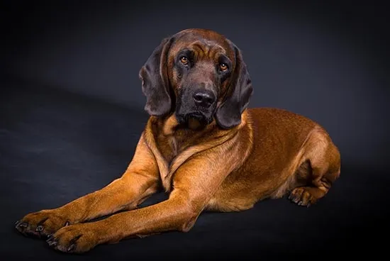 Bloodhound