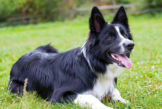Border Collie
