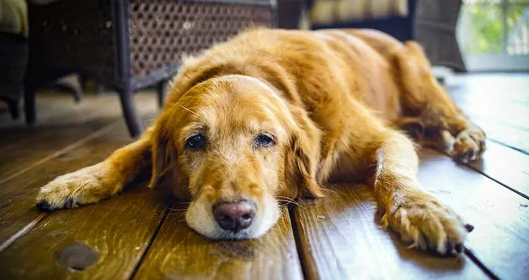 bored dog