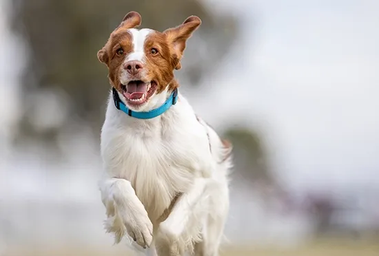 Brittany Spaniel
