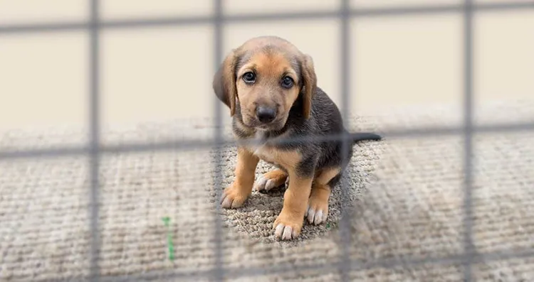 buy dog from a pet store