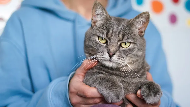 5 Things to Never Do if You Want to Change Your Cat's Behavior