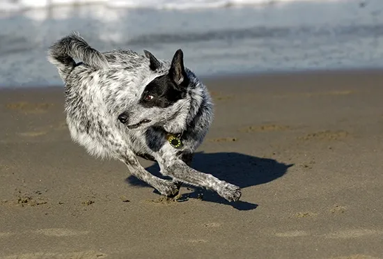 Cattle Dog