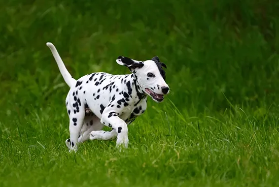 Dalmatian