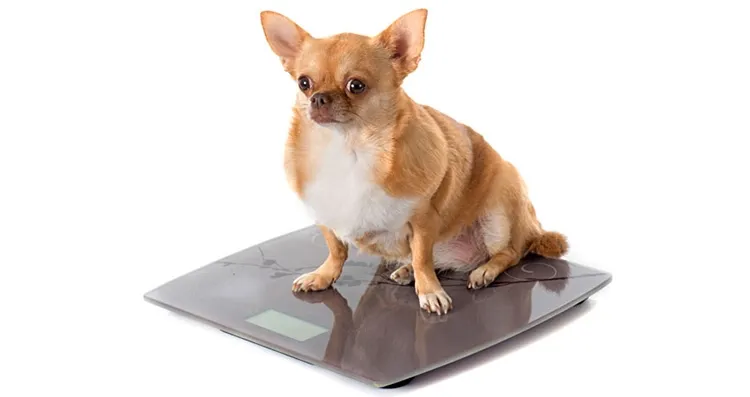 dog gets fat