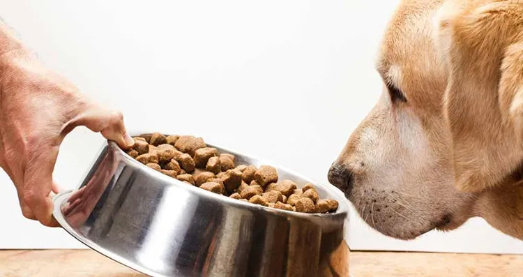 dog processed pet food