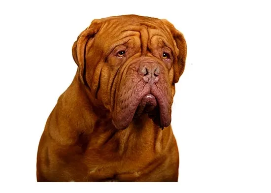 Dogue de Bordeaux