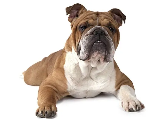 English Bulldog