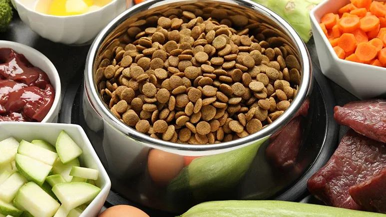 When a Pet Has Cancer, Every Meal Starts to Matter