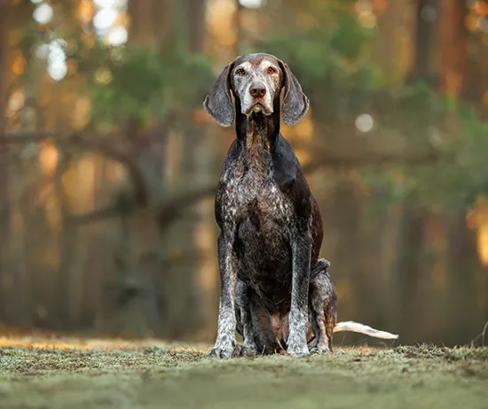German Shorthaired Pointer