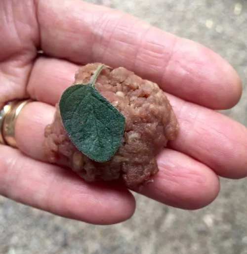 grass fed beef oregano