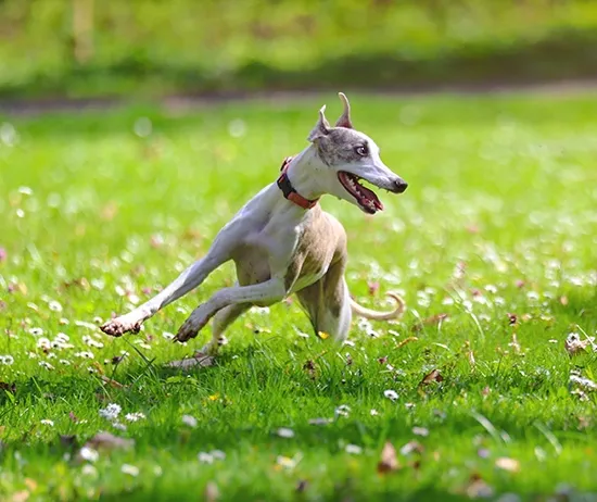 Greyhound