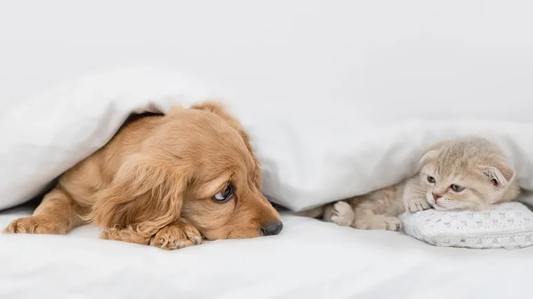 Telltale Signs Your Pet Feels Genuine Pain and Grief