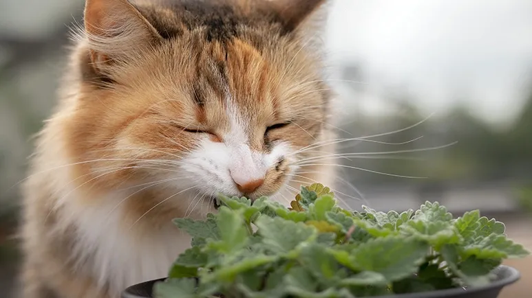 7 Pet-Friendly Herbs That Can Help Treat Ailments