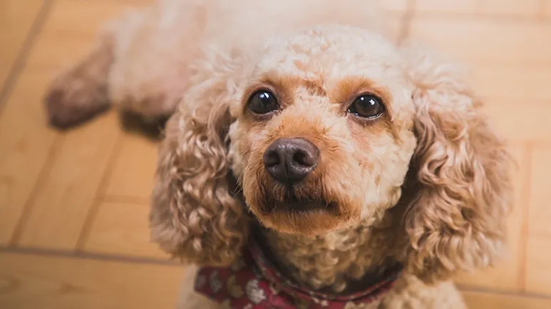 Is Your Furry Friend Trying to Tell You Something?