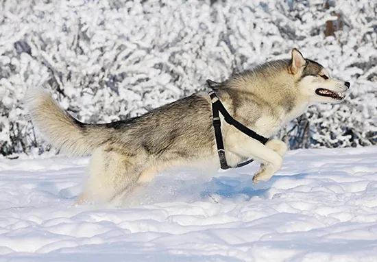 Siberian Husky