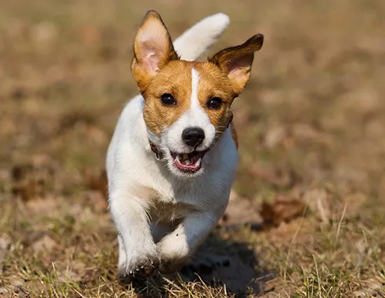 Jack Russell Terrier