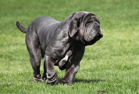 Neapolitan Mastiff