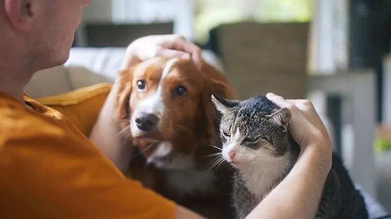 Could Mean Euthanasia for Your Pet, Ignoring It Is Perilous