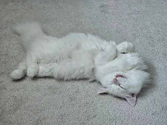 playful turkish angora