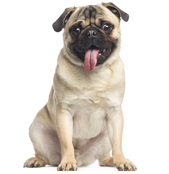 Pug