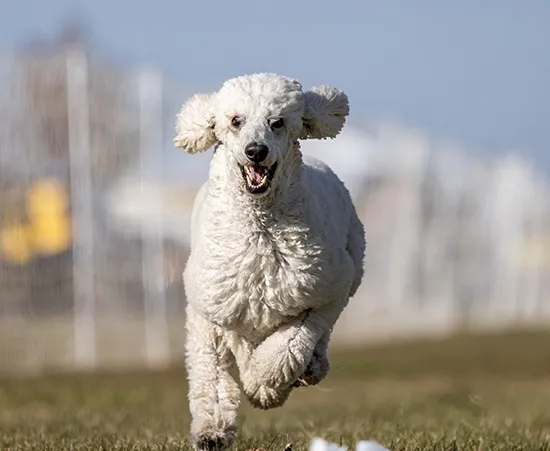 Standard Poodle