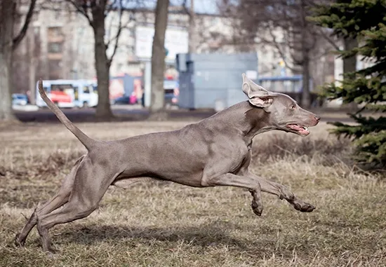 Weimaraner