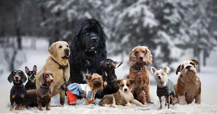 selecting a dog