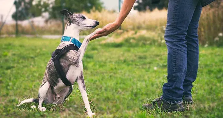 shape dogs behavior