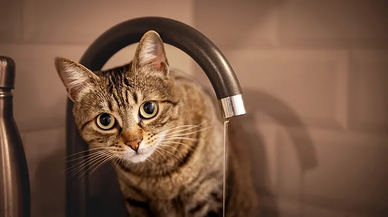 2 Totally Quirky Behaviors Your Cat Wishes You Understood