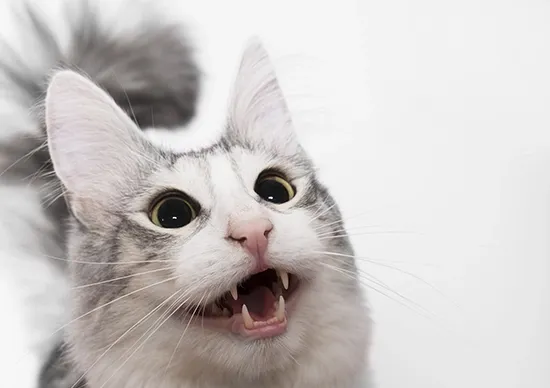 talking turkish angora