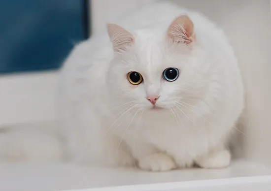 turkish angora cat