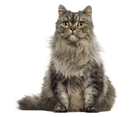turkish angora coat