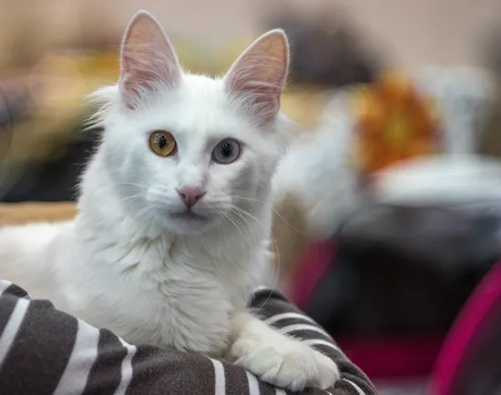 turkish angora party
